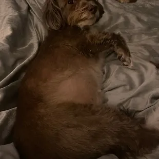 My puppy (3years old)