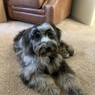 mochi after her haircut