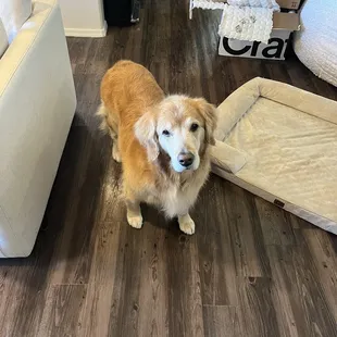 Little Miss Stella once we got home.