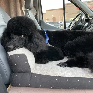More classic poodle cut