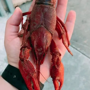 Size of crawfish