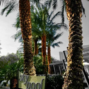Beautiful palm trees surrounding the area.