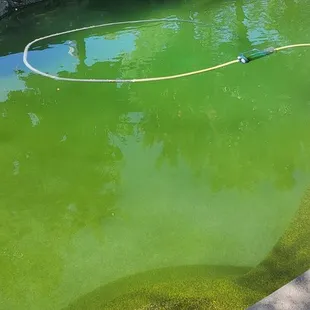 Day 7 after Poolside treated our pool