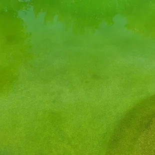 Day 7 after Poolside treated our pool