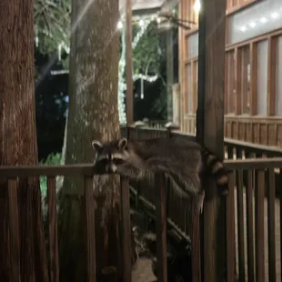 A Raccoon just chilling out, lol.