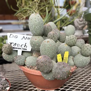 Golf ball plant display
