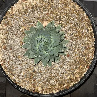 ALOE POLYPHYLLA FOR 1/4 OF WHAT IVE SEEN AT OTHER PLACES