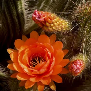 May 2024, flowering cactus.