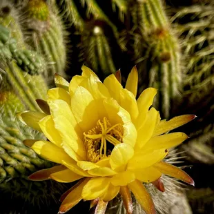 May 2024, flowering cactus.