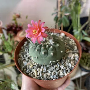 MATUCANA MADISONIORUM HAS BEEN NON STOP BLOOMING