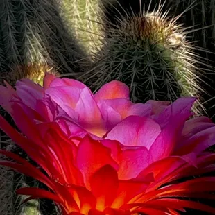 May 2024, flowering cactus.