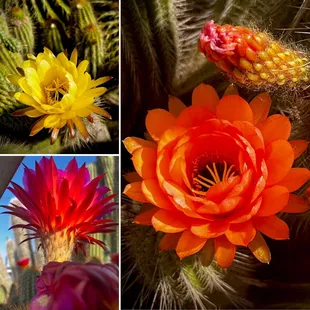 Cactus collage , May 2024