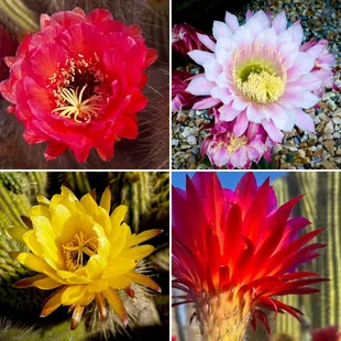 Cactus collage , May 2024