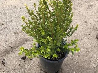 Victor Nursery