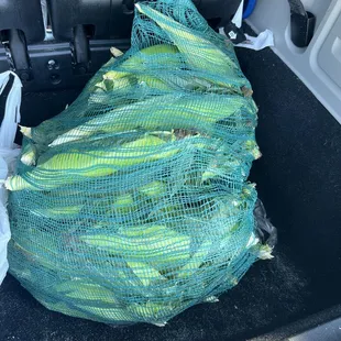 Bushel of white corn. Fresh picked this morning, right when I got there!