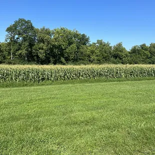Best corn!