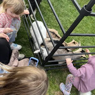 Meeting baby goats!