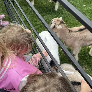Meeting baby goats!