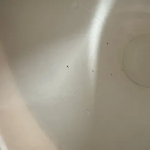 bugs
