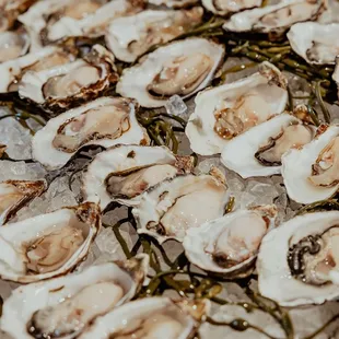 oysters, shellfish, food, oysters and mussels, mussels