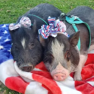The &quot;Boss Piggies&quot; 
Poppi Pigg &amp; Daisi Mae