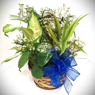 Basket planter with assorted house plants.
10" basket. Bow included