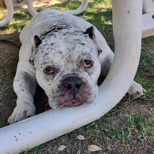 They have patio tables in the back for doggies