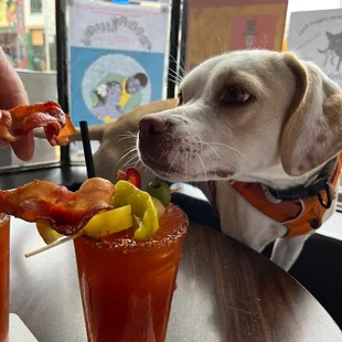 a dog eating a bloody drink