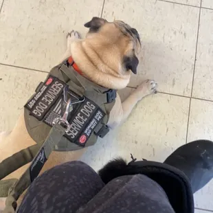a pug wearing a motorcycle vest