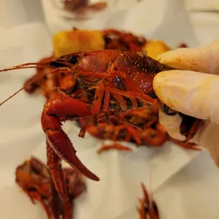 a person holding a piece of crawfish