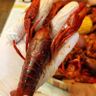 a lobster being held by a gloved hand