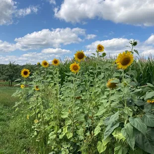 Sunflowers