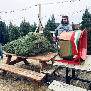Mark cutting and netting our Christmas Trees!