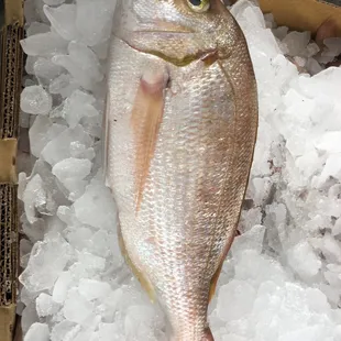a fish on ice