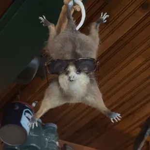 Possum w/ sunglasses decor