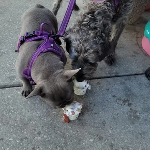 two dogs eating ice cream