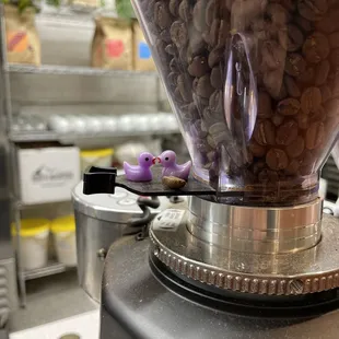 they're ducks and they're in love