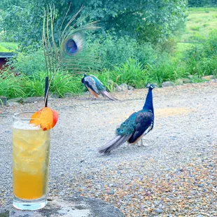 Peach PeaCockTail