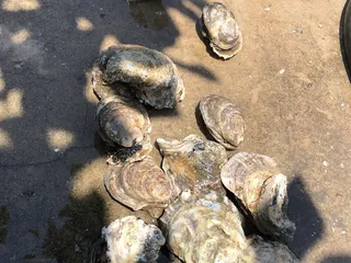 P & J Oyster Co.