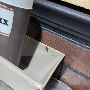 Roach in the sauces.