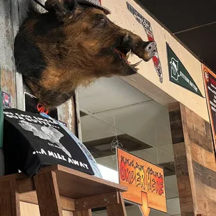 a boar head mounted on a wall