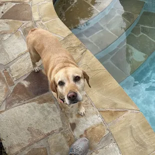 We love our clients dogs!!