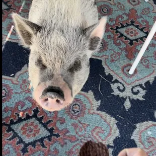 Pet of the day! Pearl the pig! We love our pets- 10/31/24