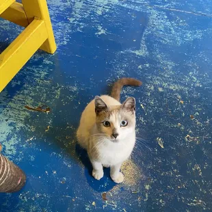 Marshmallow is the CUTEST!!! Greeted us for a bit, and then had to go chase the birds outside, I'm sure!