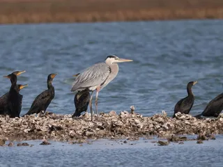Rockport Birding & Kayak Adventures