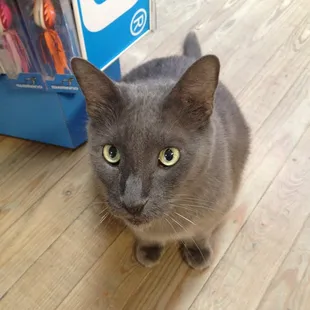 Louie the the little dock cat!