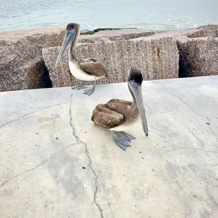 Brown Pelicans