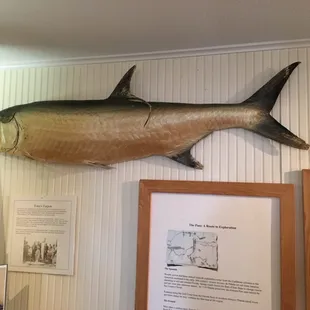 Giant tarpon.