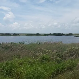 View of the beautiful wetlands south of the Pavillion.