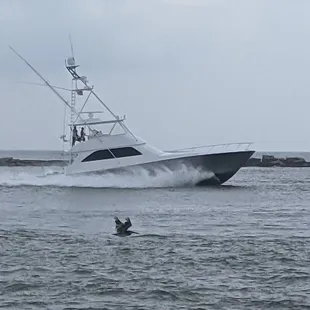 Great Sunday morning to be on the water. The pelican is racing all the boasts which are racing!!!! Love a shot gun start to fishing
